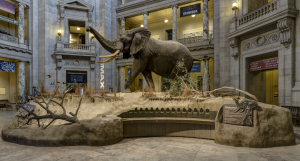 Take A Virtual Tour Of The Smithsonian National Museum Of Natural History