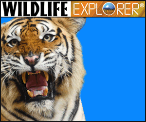 Wildlife Explorer (no freebie, but still a good deal)